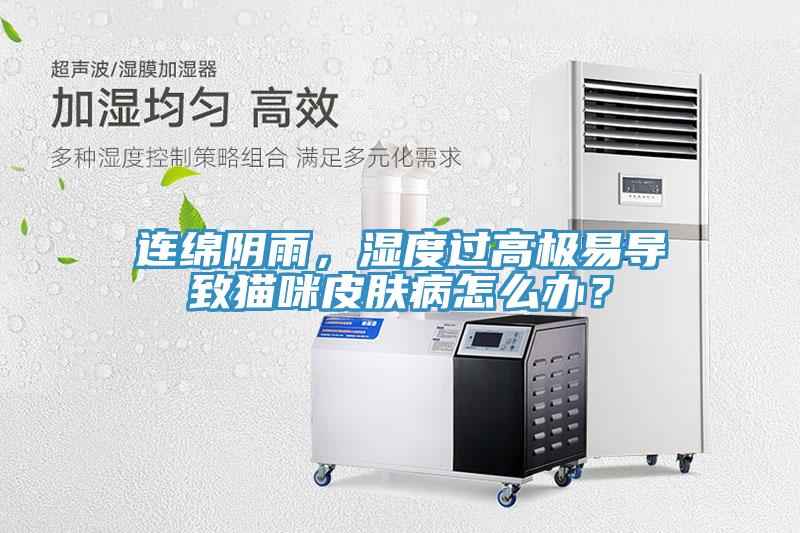 連綿陰雨，濕度過高極易導致貓咪皮膚病怎麽辦？