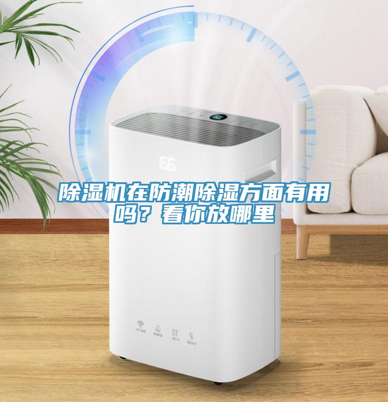 蘑菇视频网站在防潮除濕方麵有用嗎？看你放哪裏
