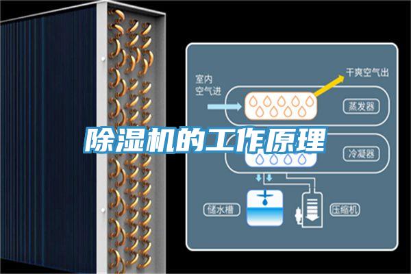 蘑菇视频网站的工作原理
